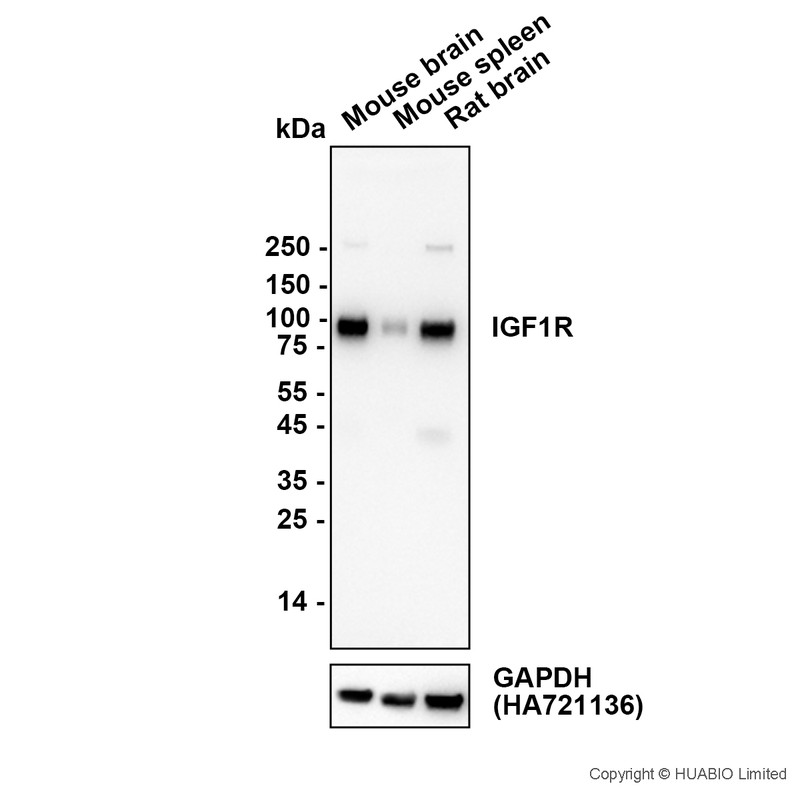 HA752046_2.jpg