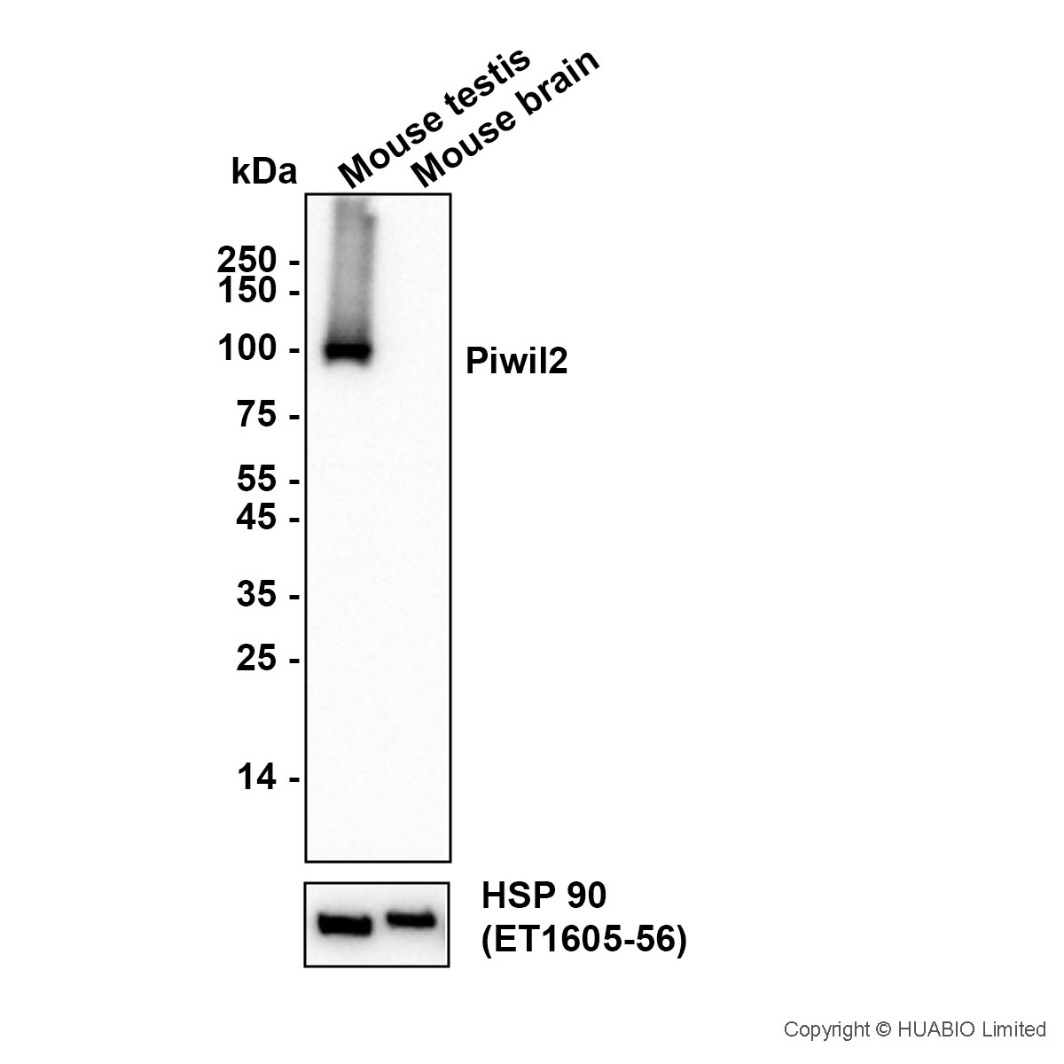 HA752069_2.jpg