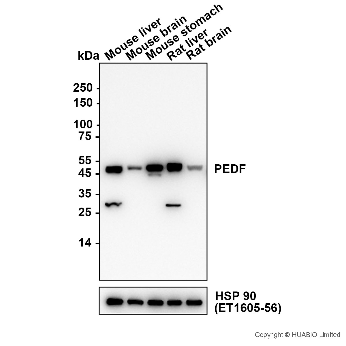 HA752117_4.jpg