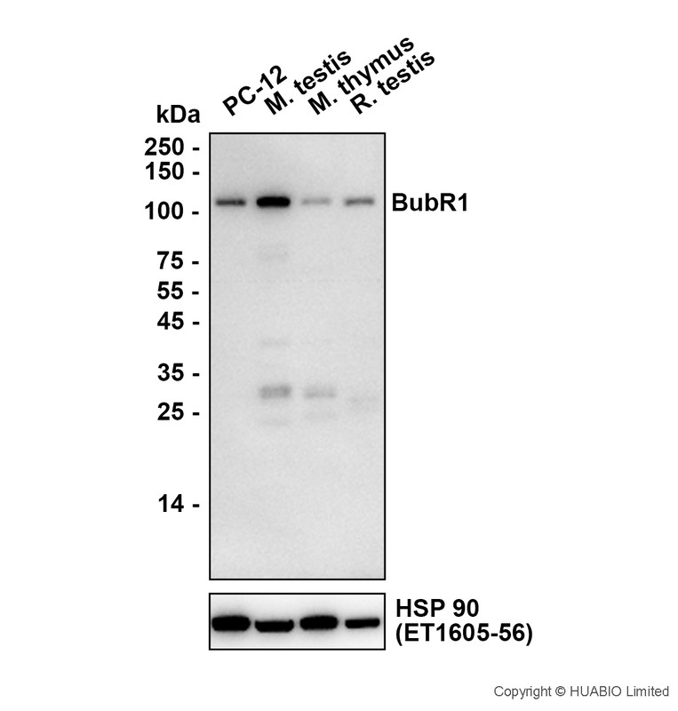 HA752138_2.jpg