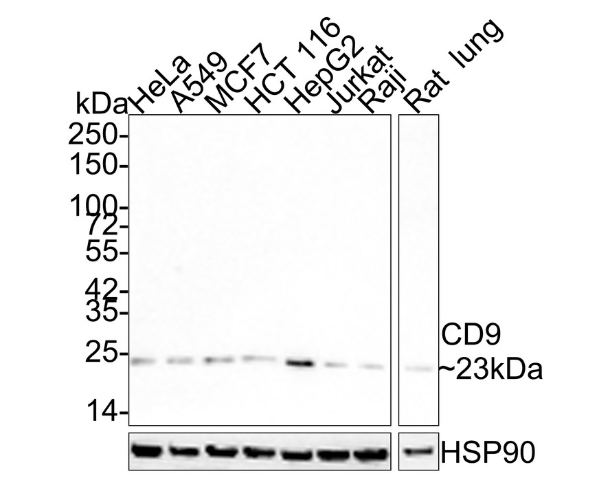 HAK21005_2.jpg