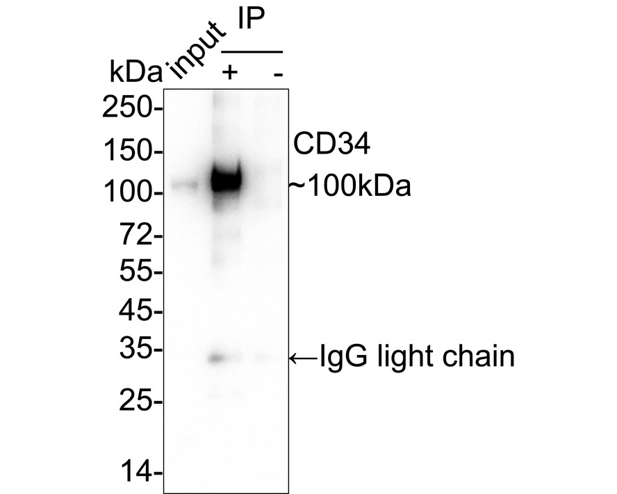 HAK21017_6.jpg