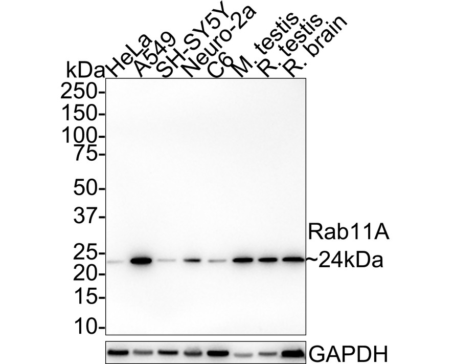 HAK21027_5.jpg
