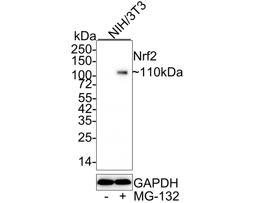HAK21028_3.jpg