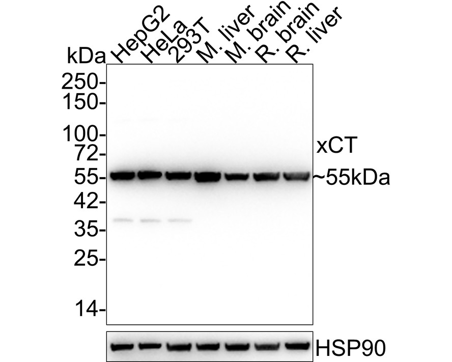HAK21028_4.jpg