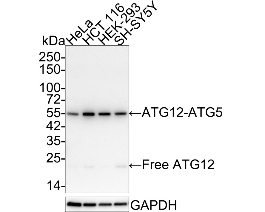 HAK21029_4.jpg