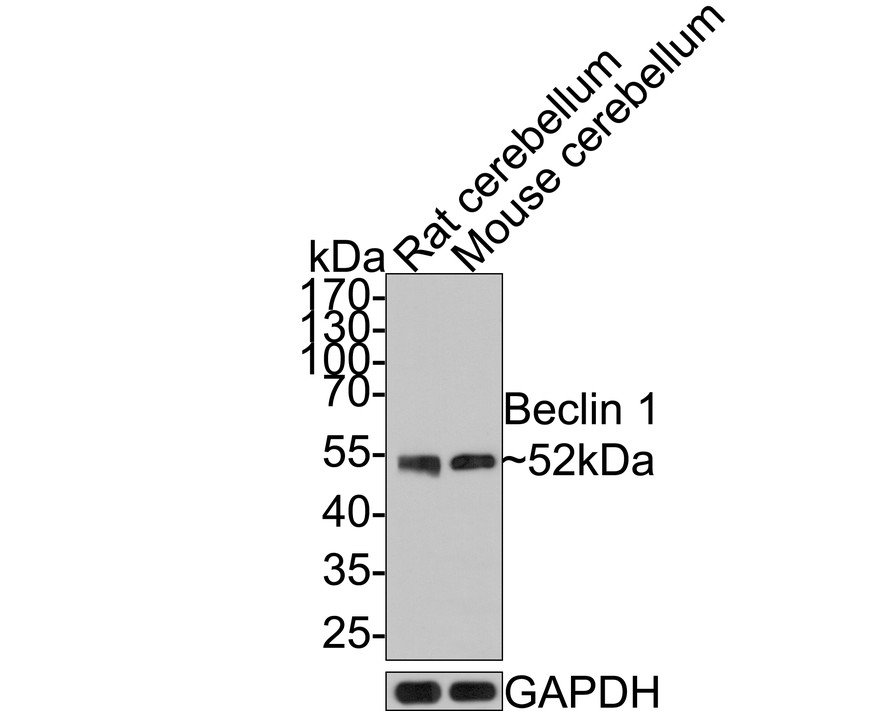 HAK21029_5.jpg