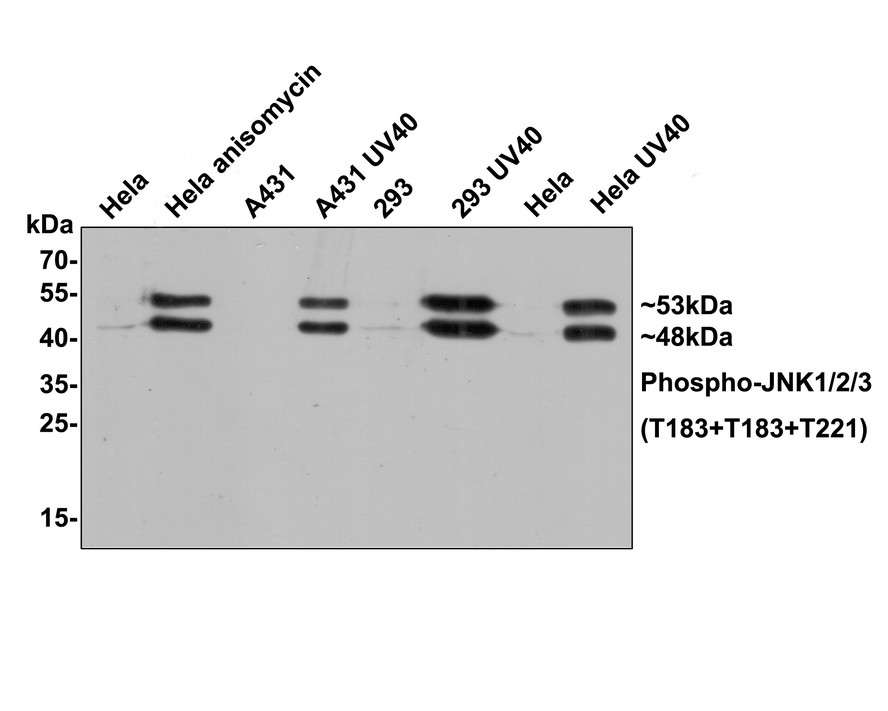 HAK21029_7.jpg