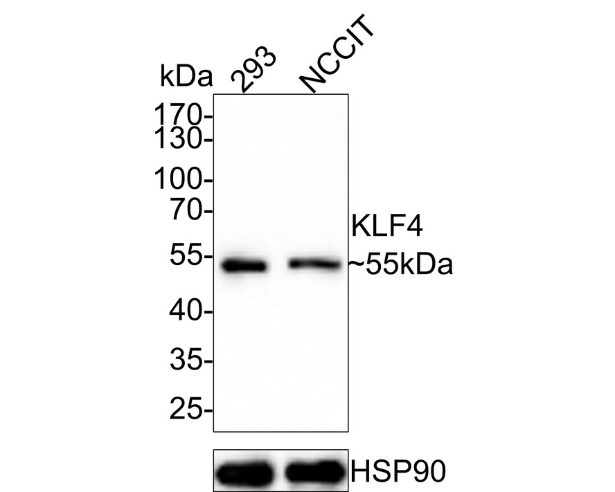 HAK21032_6.jpg