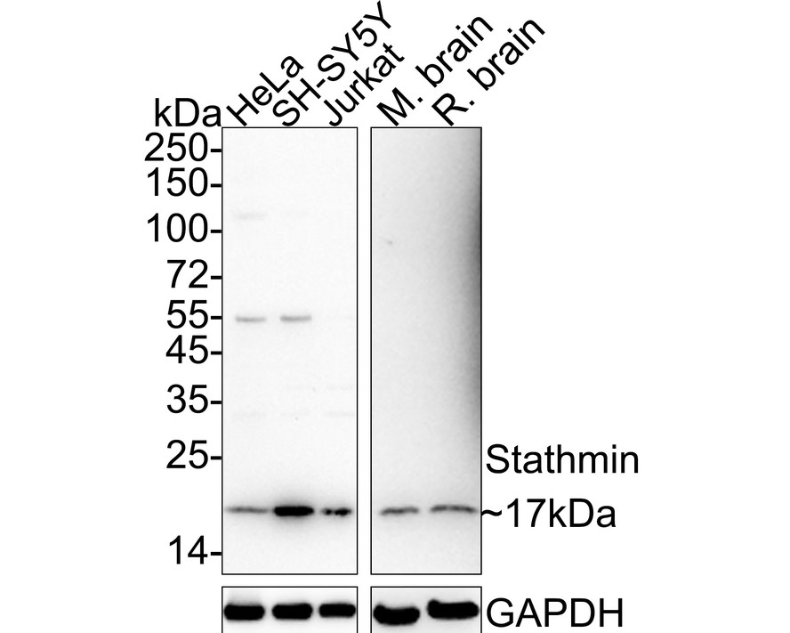 HAK21046_3.jpg