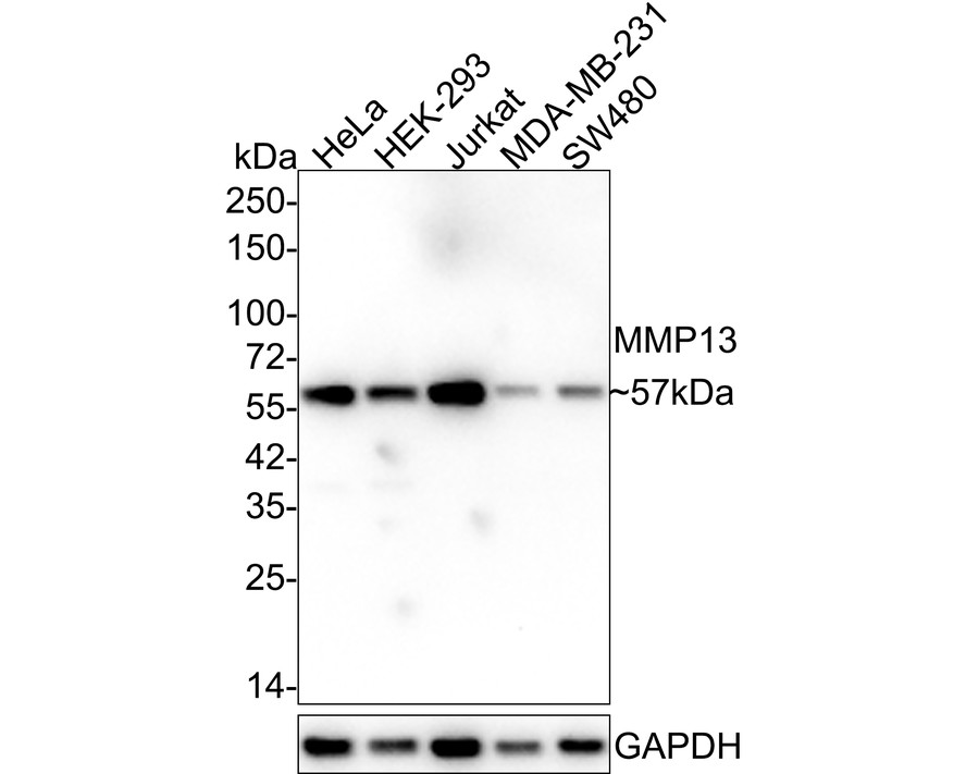 HAK21064_3.jpg