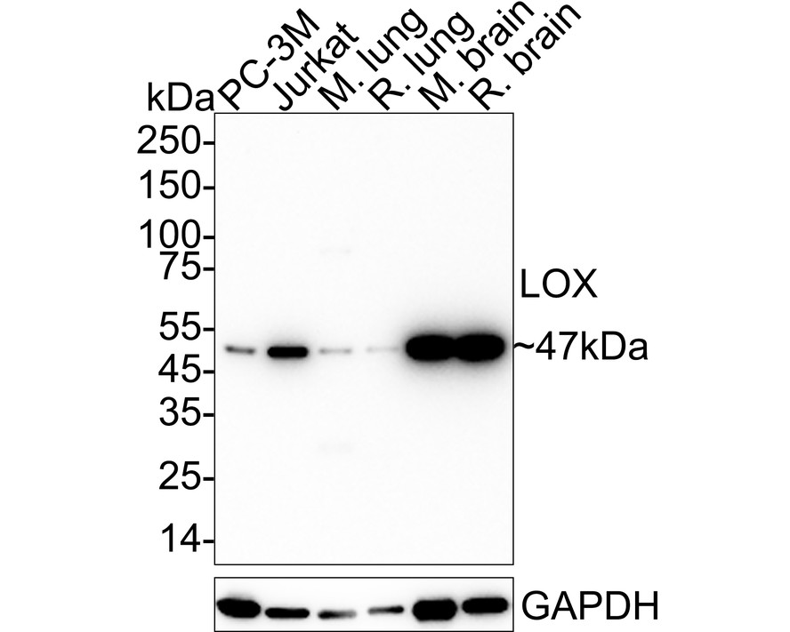HAK21064_5.jpg