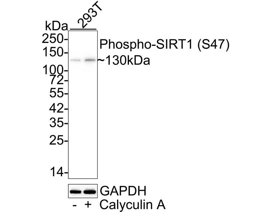 HAK21076_3.jpg