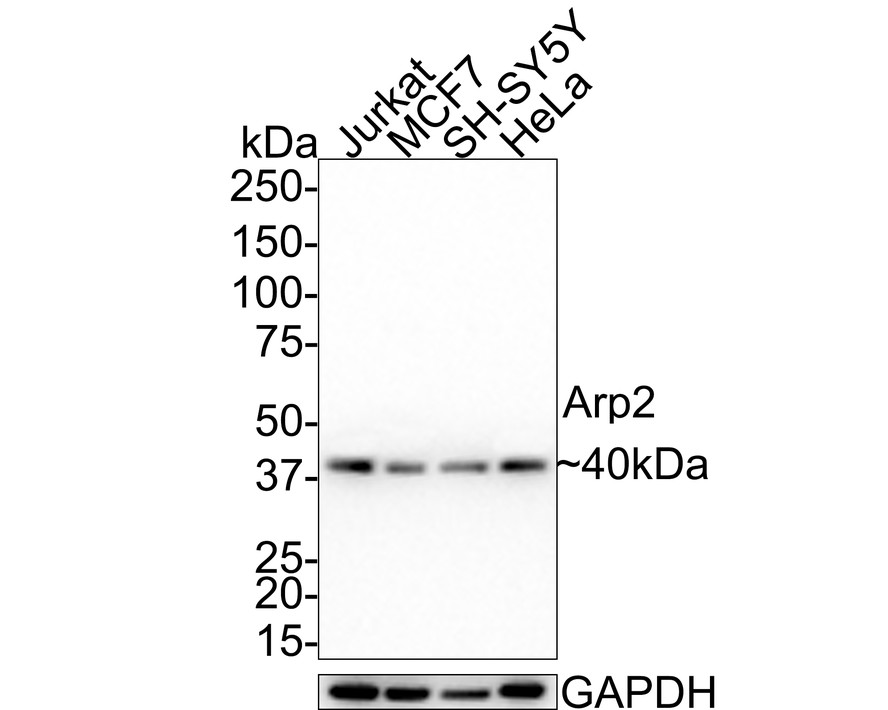 HAK21079_5.jpg