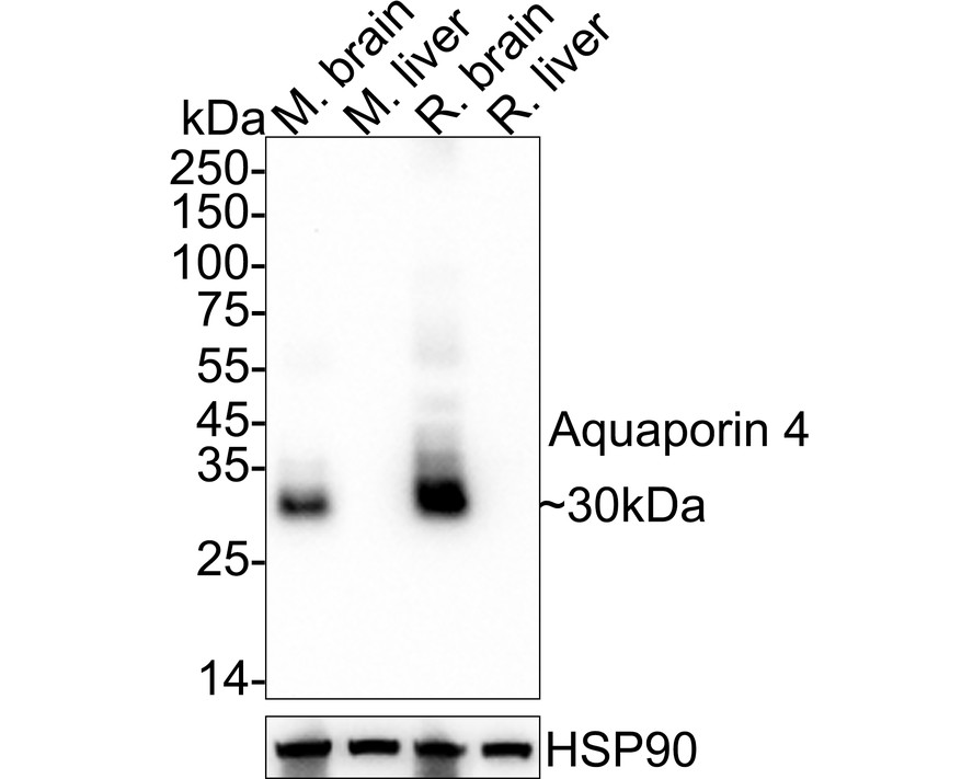 HAK21083_1.jpg
