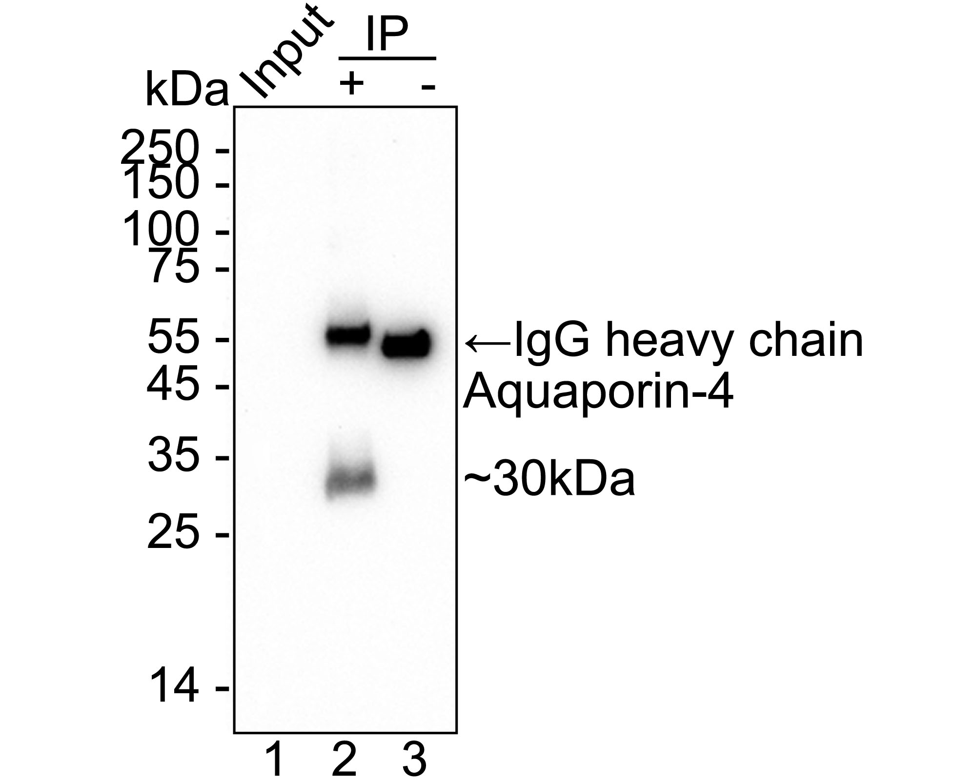HAK21083_8.jpg