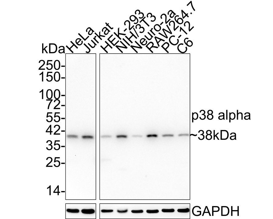 HAK21128_2.jpg