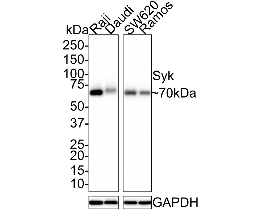 HAK21130_1.jpg