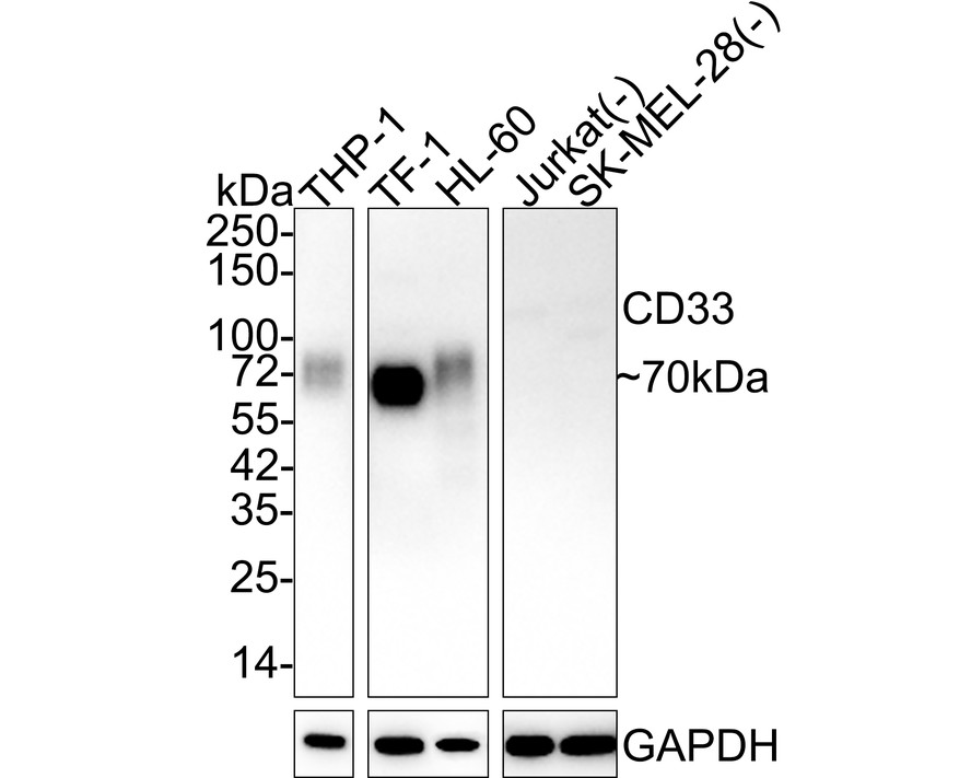 HAK21130_4.jpg