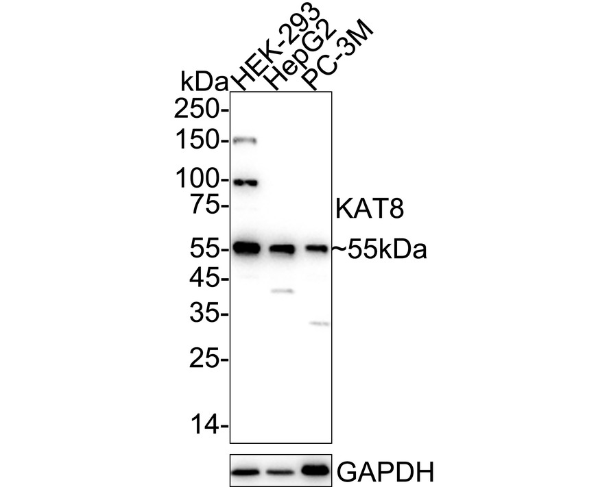 HAK21134_2.jpg