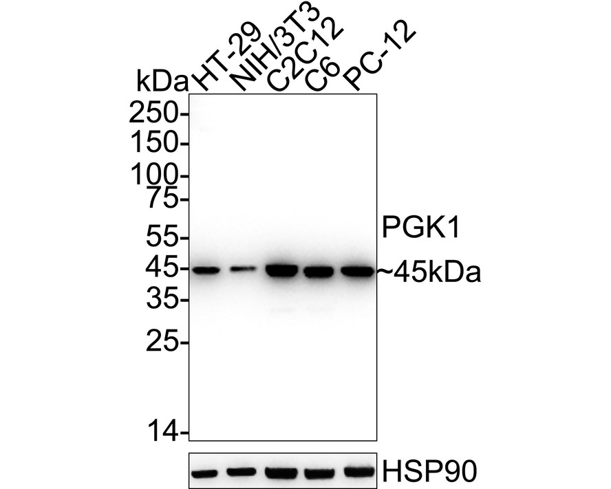 HAK21135_1.jpg
