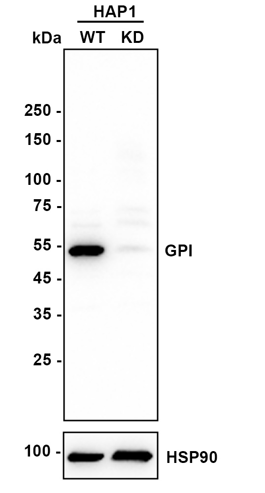 HAK21135_2.jpg