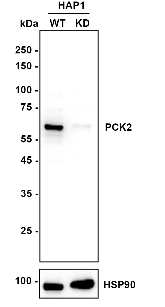 HAK21135_4.jpg