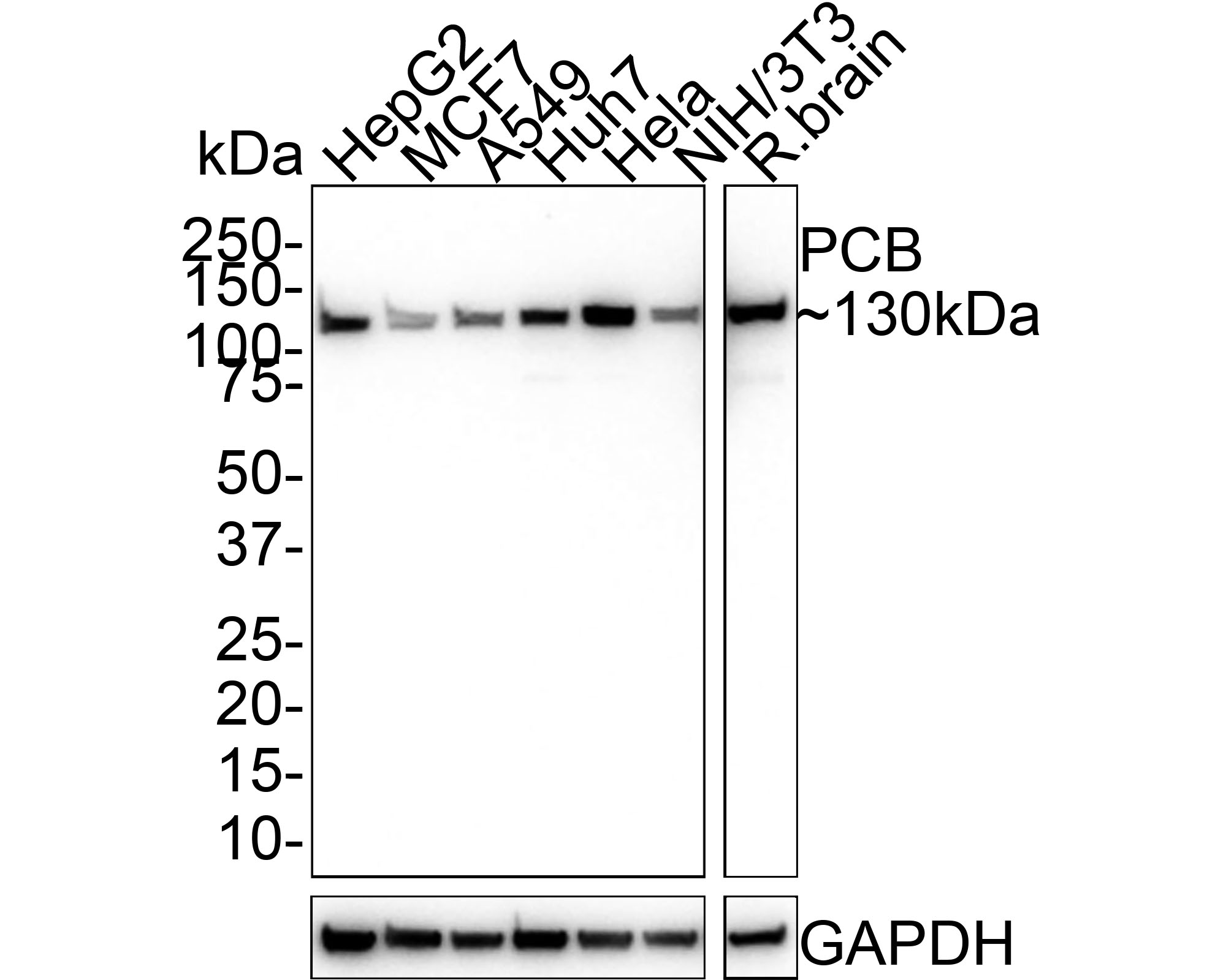 HAK21135_5.jpg