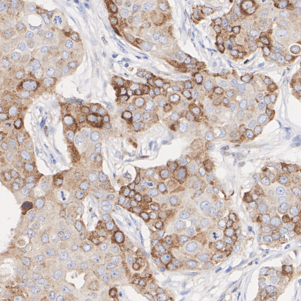 HAK21135_7.jpg
