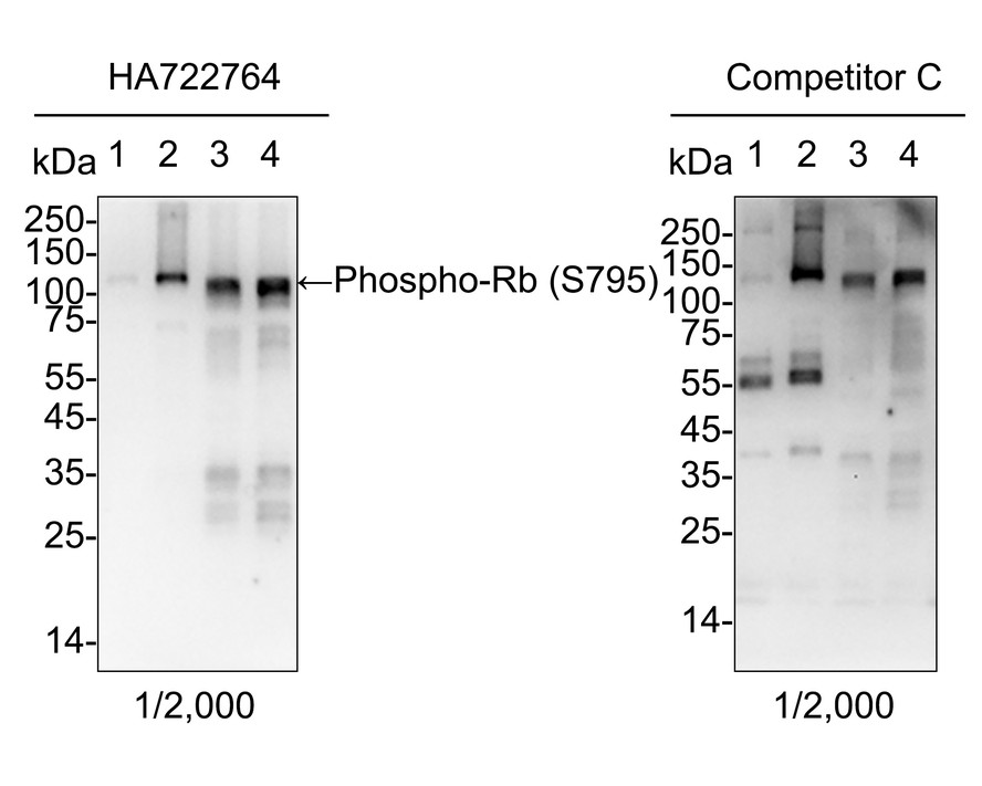 HAK21137_2.jpg