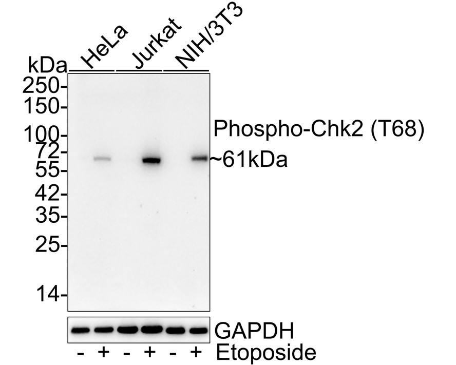 HAK21137_5.jpg