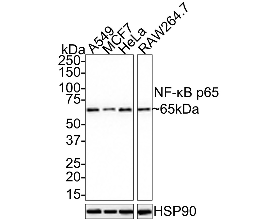 HAK21141_1.jpg