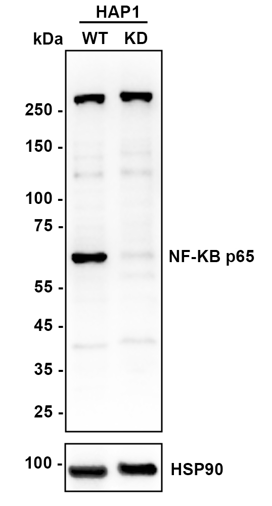 HAK21141_2.jpg