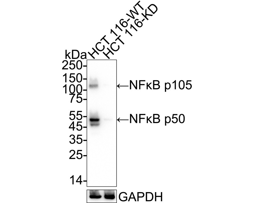 HAK21141_4.jpg