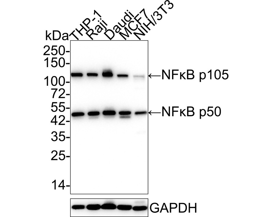 HAK21141_5.jpg