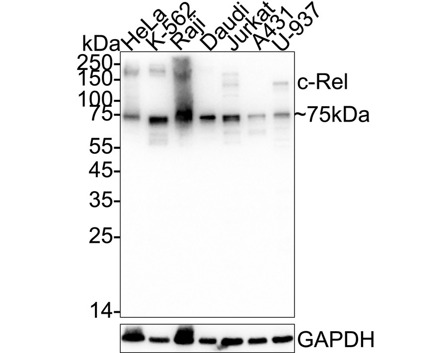 HAK21141_6.jpg