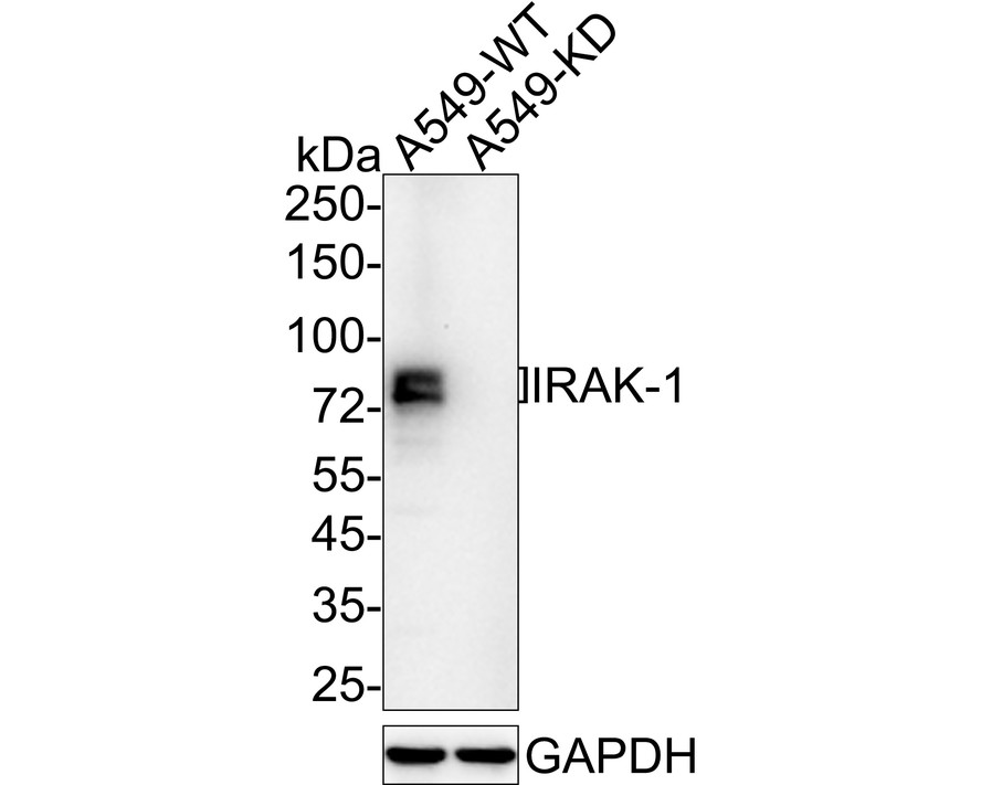 HAK21147_1.jpg