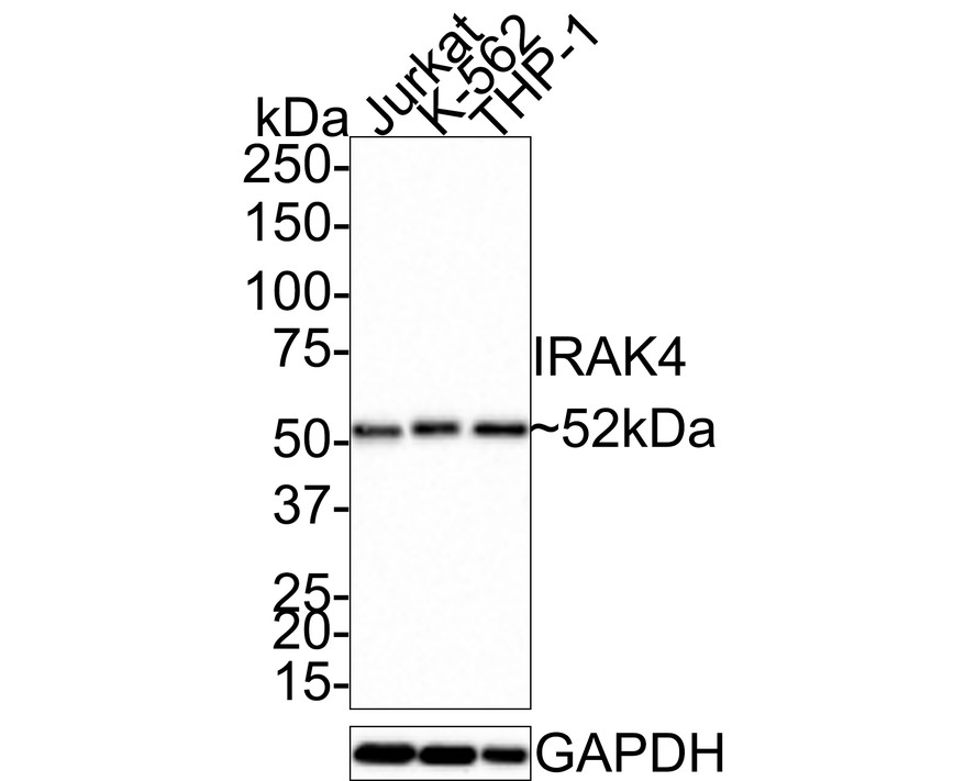 HAK21147_3.jpg