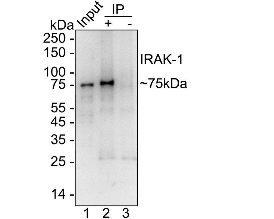 HAK21147_4.jpg