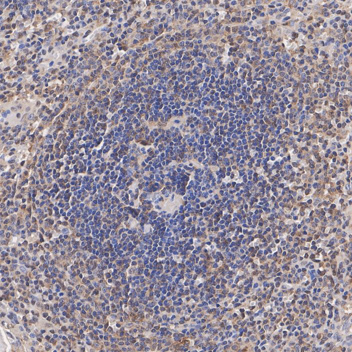 HAK21147_6.jpg
