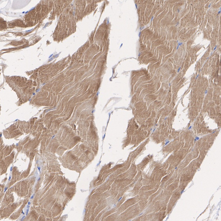 HAK21147_7.jpg