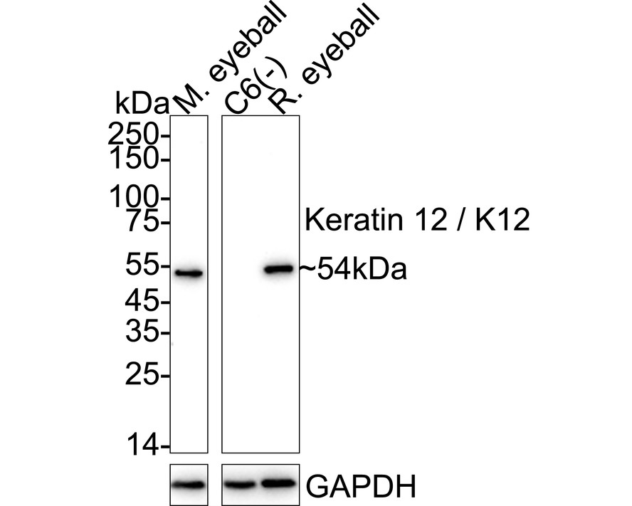HAK21150_1.jpg