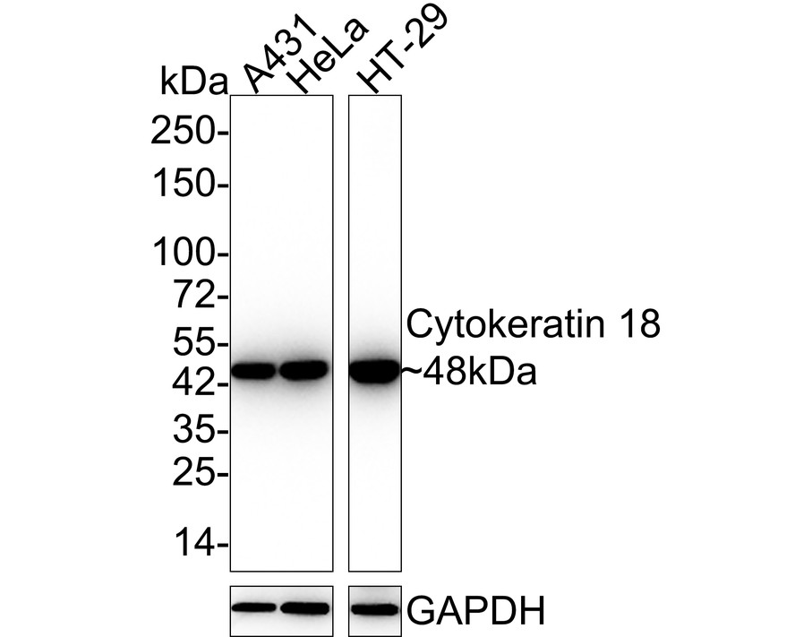 HAK21150_6.jpg