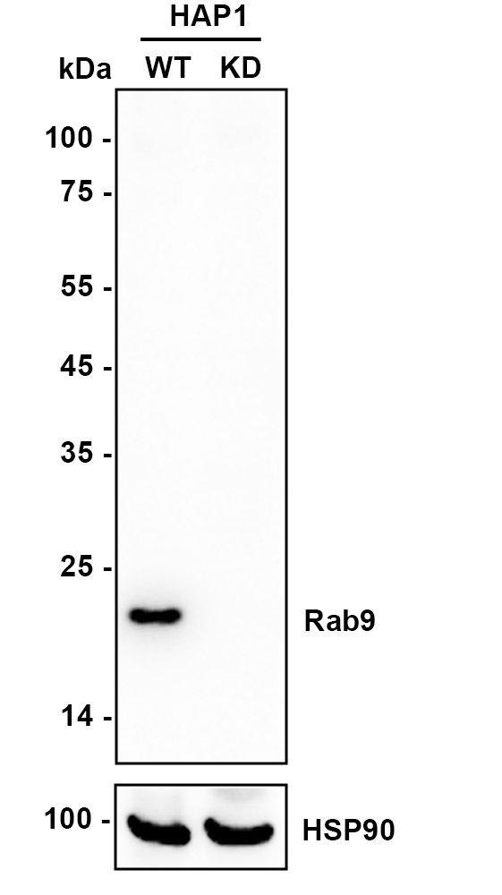 HAK21152_10.jpg