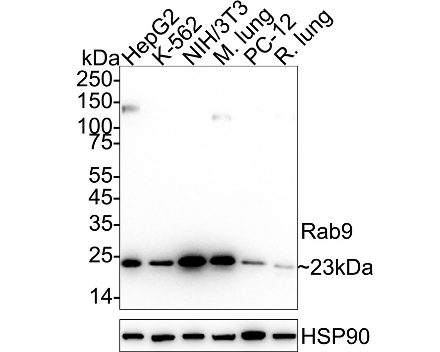 HAK21152_4.jpg