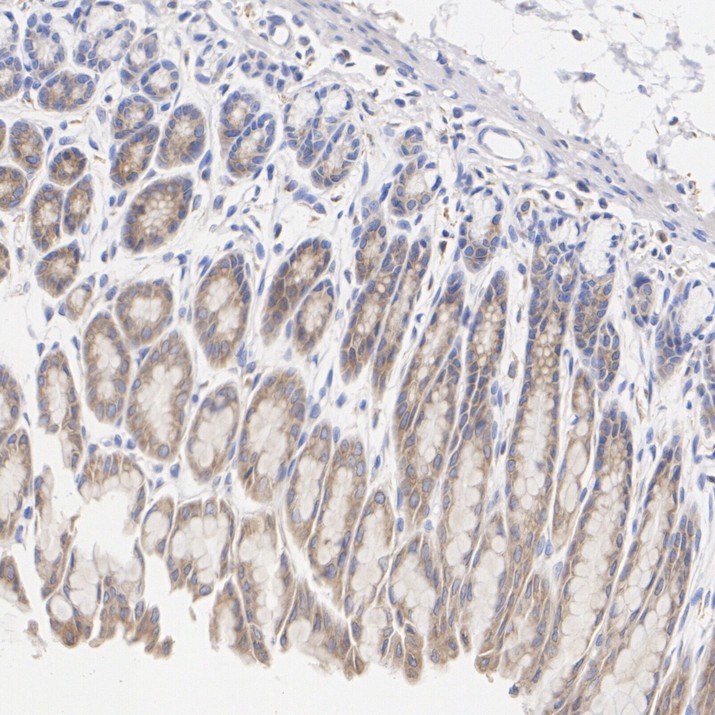 HAK21152_9.jpg