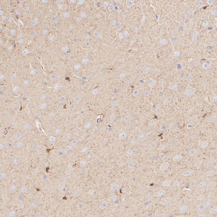 HAK21154_13.jpg