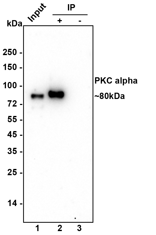 HAK21154_14.jpg