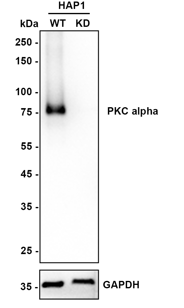HAK21154_2.jpg