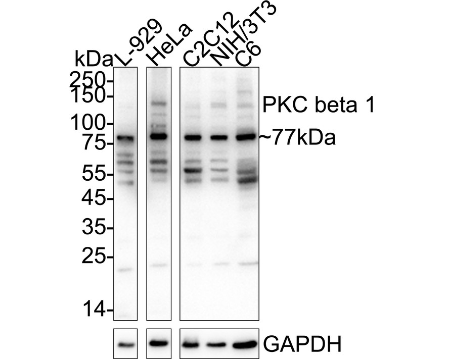 HAK21154_3.jpg